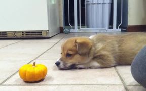 Puppy Fighting A Pumpkin - Animals - VIDEOTIME.COM