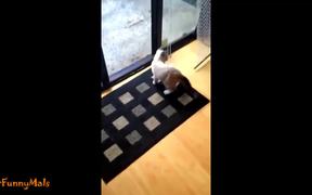 Cats Getting Stuck In Things Compilation - Animals - VIDEOTIME.COM