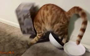 Cats Getting Stuck In Things Compilation - Animals - VIDEOTIME.COM