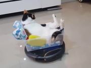 The Roomba Riding Cat