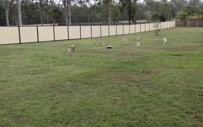 Asalei Beagles Afternoon Exercise - Animals - VIDEOTIME.COM