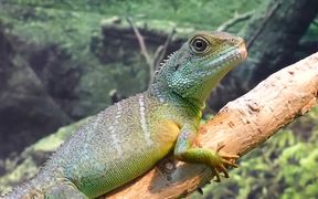 Chinese Water Dragon - Animals - VIDEOTIME.COM