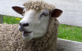 Chewing Sheep Closeup - Animals - VIDEOTIME.COM