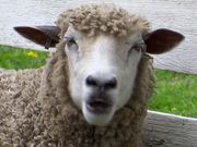 Chewing Sheep Closeup