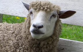 Chewing Sheep Closeup - Animals - VIDEOTIME.COM