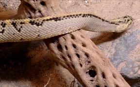 Rattlesnake - Animals - VIDEOTIME.COM