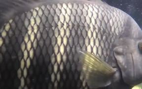 Shoal of Fish - Animals - VIDEOTIME.COM