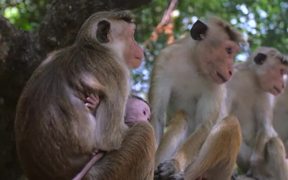 Mother and Baby Monkey - Animals - VIDEOTIME.COM