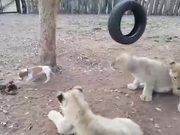 Jack Russl Terrier Vs Lion Cubs
