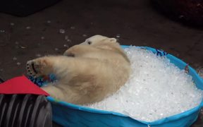 Polar Bear Playing In An Ice Pool - Animals - VIDEOTIME.COM