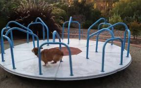 Corgi Loves The Carousel - Animals - VIDEOTIME.COM