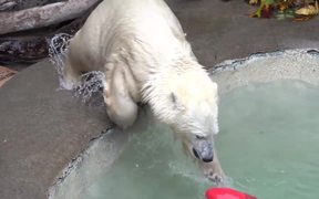 Polar Bear Playing In An Ice Pool - Animals - VIDEOTIME.COM