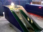 Baby Ducklings Playing On A Waterslide