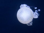 Jellyfish in a Tank