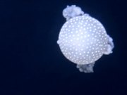 Jellyfish in a Tank