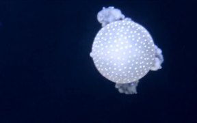 Jellyfish in a Tank - Animals - VIDEOTIME.COM