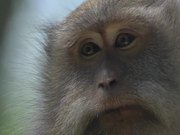 Close up of a Macaque
