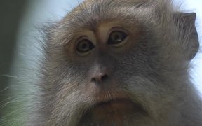 Close up of a Macaque - Animals - VIDEOTIME.COM