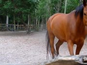 Dusty Horse - Animals - Y8.COM