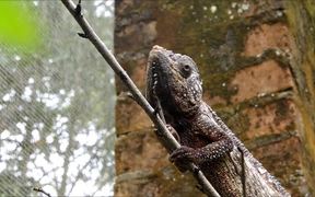 Malagasy Giant Chameleon - Animals - VIDEOTIME.COM