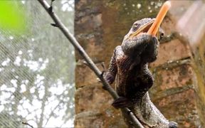 Malagasy Giant Chameleon - Animals - VIDEOTIME.COM