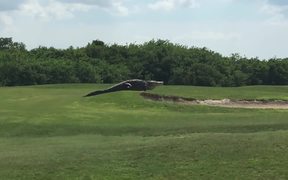 Alligator Going For A Stroll - Animals - VIDEOTIME.COM