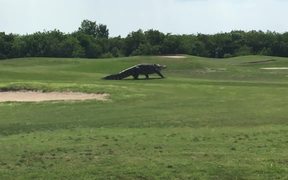 Alligator Going For A Stroll - Animals - VIDEOTIME.COM
