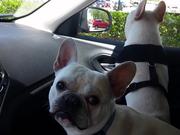 Dogs Excited To Go To The Park