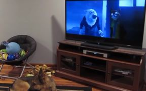 Distract A German Shepherd With Howling - Animals - VIDEOTIME.COM