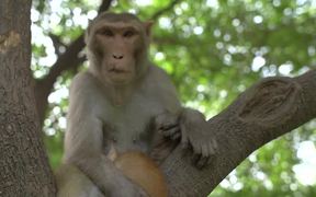 Monkey Holding Cat in a Tree - Animals - VIDEOTIME.COM