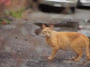 Handheld Street Cat