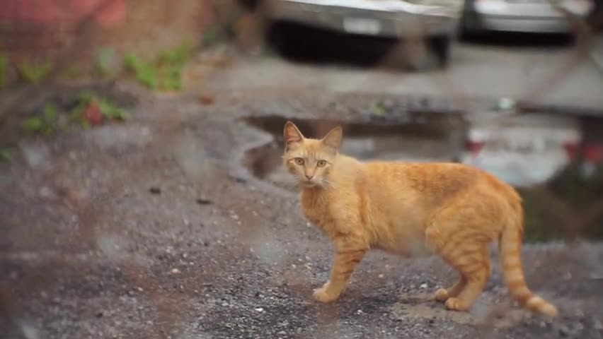 Handheld Street Cat