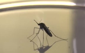 Mosquito Against Orange Background - Animals - VIDEOTIME.COM