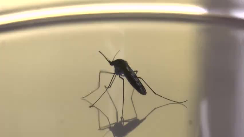 Mosquito Against Orange Background