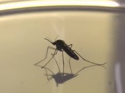 Mosquito Against Orange Background