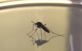 Mosquito Against Orange Background - Animals - VIDEOTIME.COM