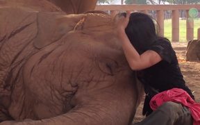 Elephant Lullaby - Animals - VIDEOTIME.COM