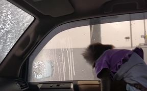 Angel Goes To The Car Wash - Animals - VIDEOTIME.COM