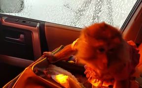 Angel Goes To The Car Wash - Animals - VIDEOTIME.COM