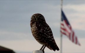 Burrowing Owl and US-Flag - Animals - VIDEOTIME.COM