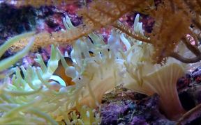 Clownfish in Anemone - Animals - VIDEOTIME.COM