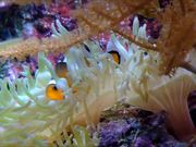 Clownfish in Anemone