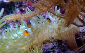 Clownfish in Anemone - Animals - VIDEOTIME.COM