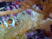 Clownfish in Anemone