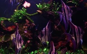 Angel Fish in Tank - Animals - VIDEOTIME.COM