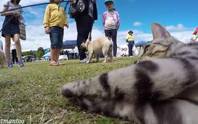 Cat Meets 50 Dogs At Dog Show - Animals - VIDEOTIME.COM