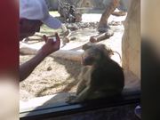 Baboon Is Amazed By Magic Trick