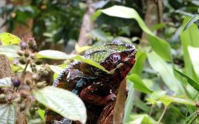 Panther Chameleon on a Branch - Animals - VIDEOTIME.COM