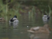 Close Up Ducks Swimming