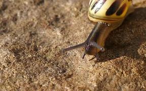 Moving Yellow Snail - Animals - VIDEOTIME.COM